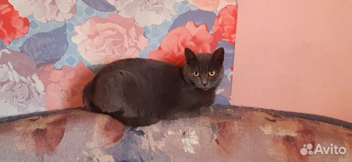 Дотти хочет домой