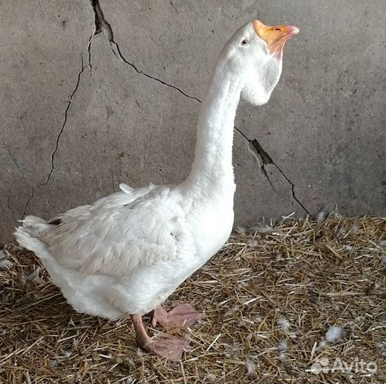 Гусь Холмогорской породы