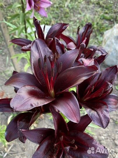 Азиатские лилии. Опт и розница