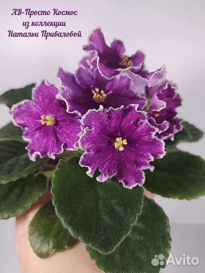 Фиалки стандарты детки и пасынки