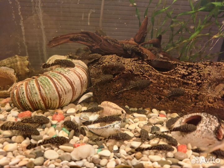 Сомики анциструсы каждый 5-й бесплатно