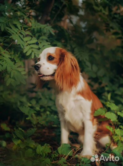 Кавалер Кинг чарльз спаниель девочка