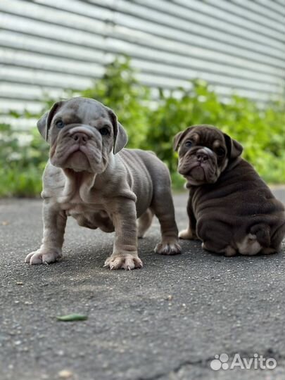 Английский бульдог