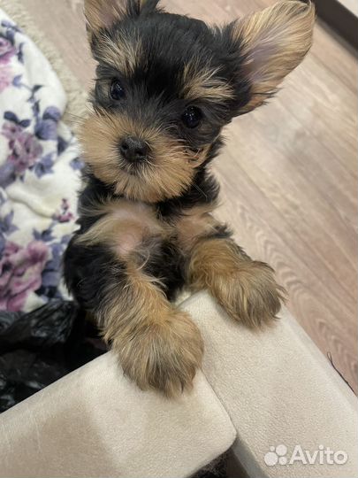 Йоркширский терьер