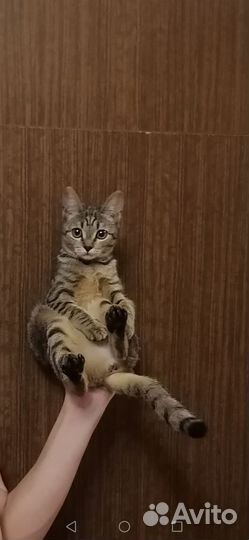 Кошка в добрые руки