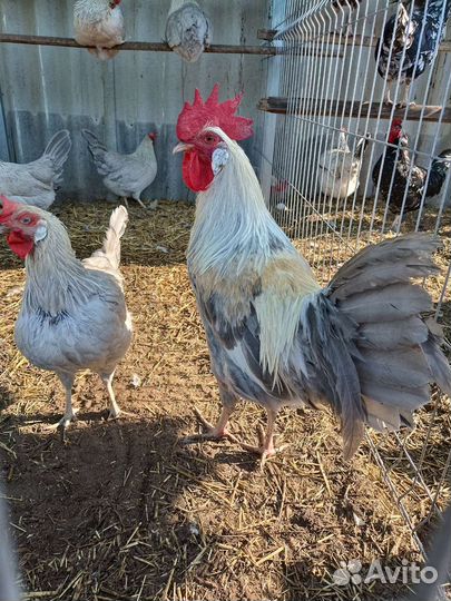 Инкубационное яйцо.Леггорн далматинец, лаванда