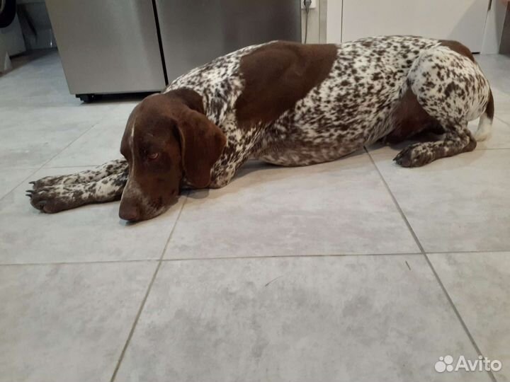 Курцхаар вязка