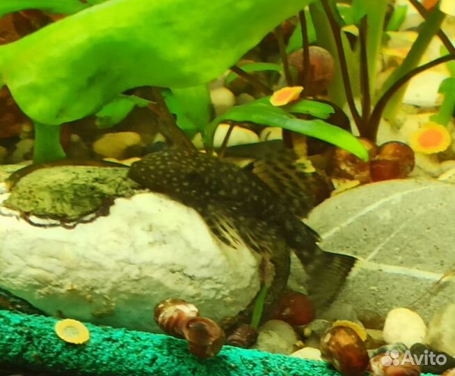 Сомики анциструсы