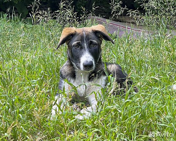 Крупный щенок-подросток Хати в хорошие руки