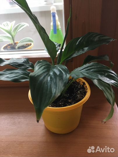 Комнатные растения. Спатифиллум