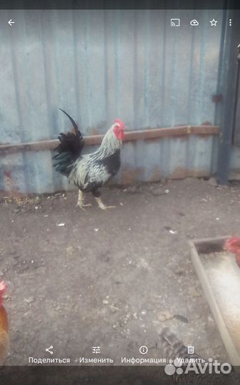 Домашняя птица петух