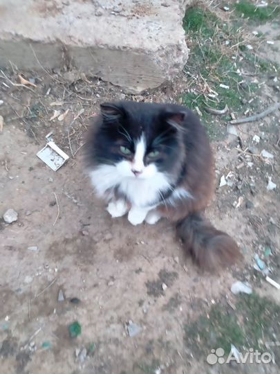 Кошки стерилизованные с доставкой