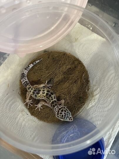 Ящерица агама