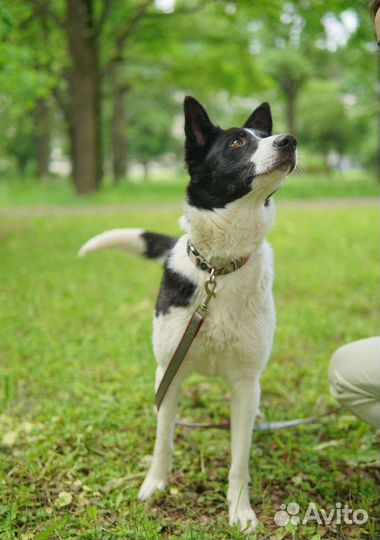 Собака в добрые руки