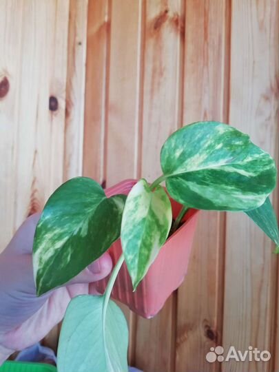 Сциндапсус золотистый