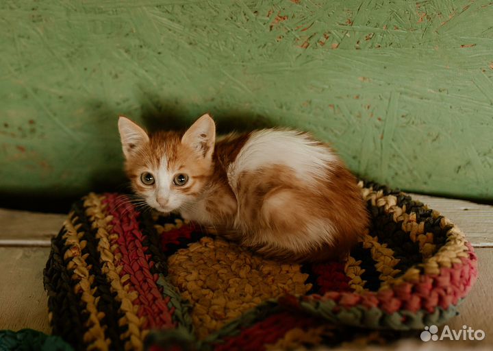 Котенок в добрые руки
