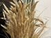 Колосья пшеницы, сухоцвет декор флористам