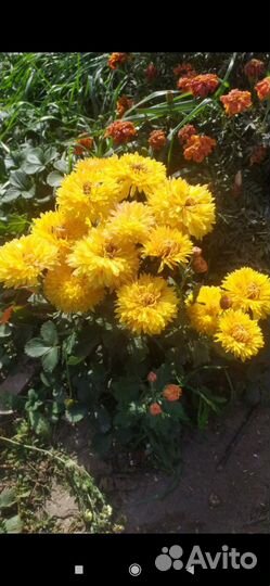 Хризантема мультифлора