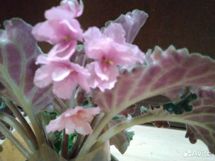 Фиалка в горшках