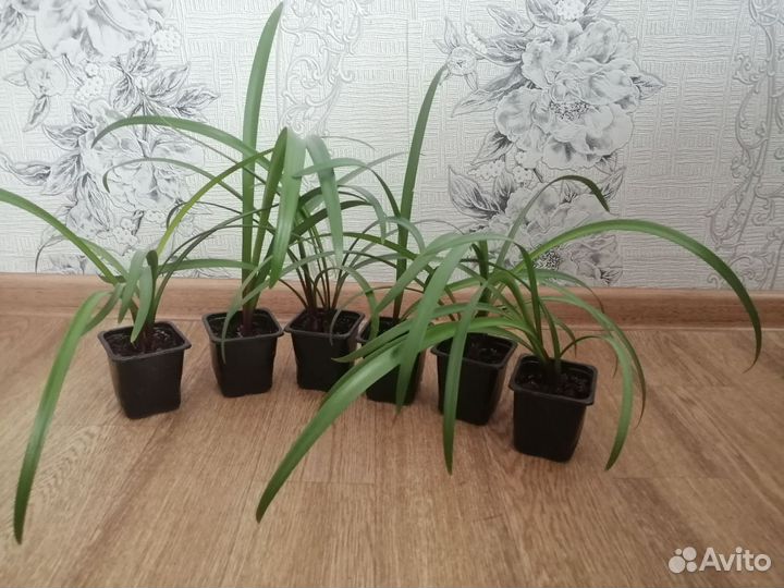 Комнатные цветы