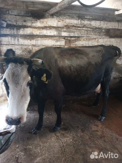 Корова стельная дойная