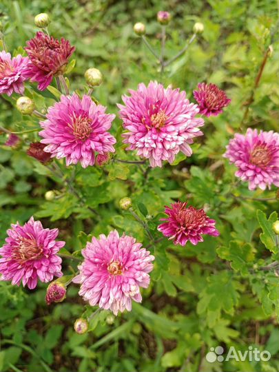 Хризантема