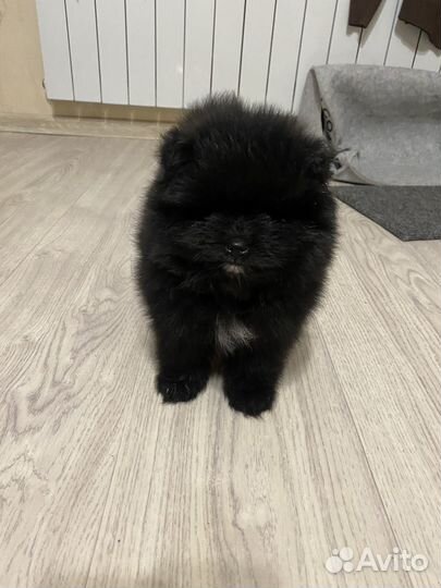 Померанский шпиц мини