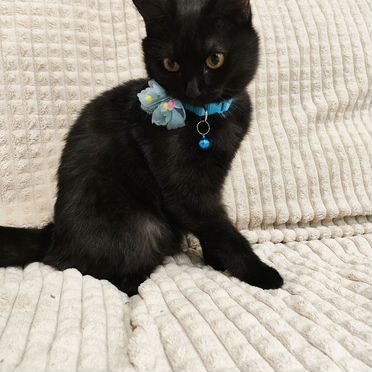 Мэнкс котёнок