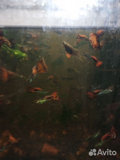 Аквариумные рыбки гуппи