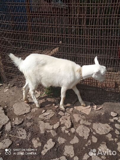 Козы Зааненские и козлик Чешской породы