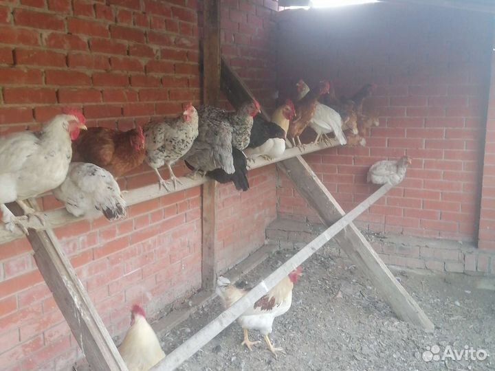 Куры петухи