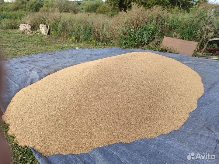 Пшеница урожая 2023 года