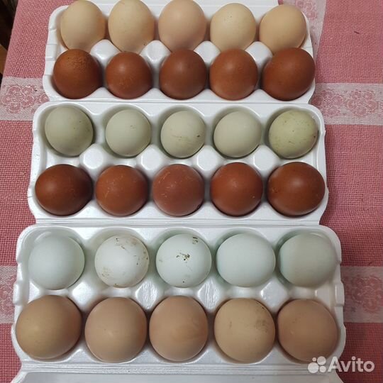 Инкубационное яйцо кур