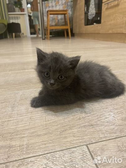 Котенок британец- ушки страйт