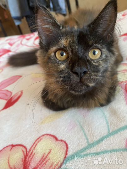 Кошечка помесь Мейн-кун