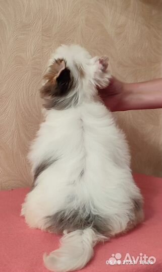 Цветной Йорк, Бивер