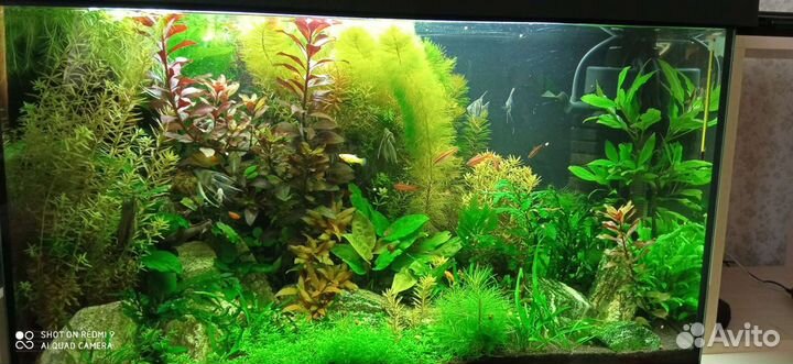 Аквариумные растения и креветки вишня