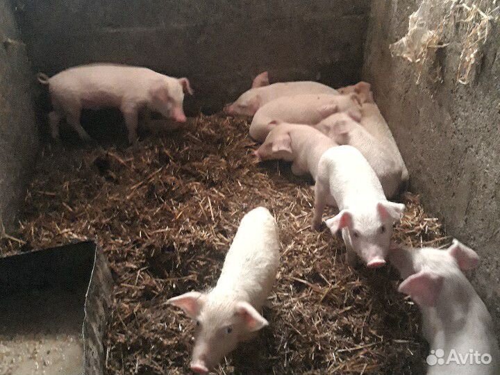Поросята ландрас 1,5 месяца