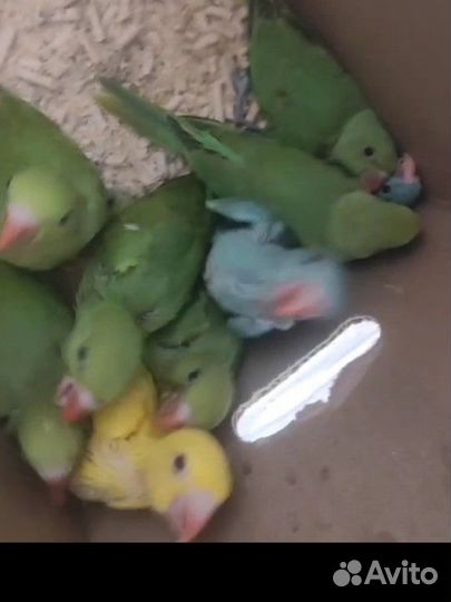 Выкормыши ожереловых попугаев