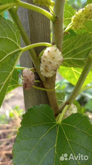 Черенки шелковиц + саженцы