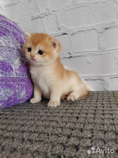 Шотландский котик