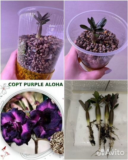 Адениум Обессум и Арабикум