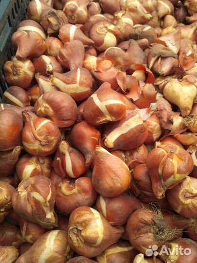 Луковица тюльпанов оптом 12;14+для выгонки