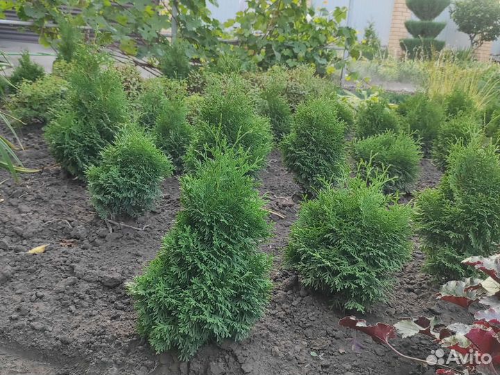 Туя западная Смарагд, Брабант, Можжевельник