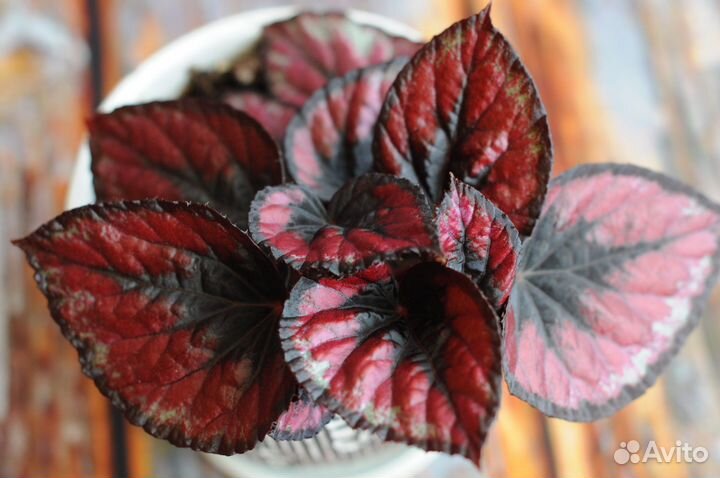 Бегония декоративно лиственная Red Kiss