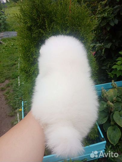 Цверг шпиц мишки