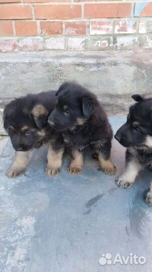 Немецкая овчарка