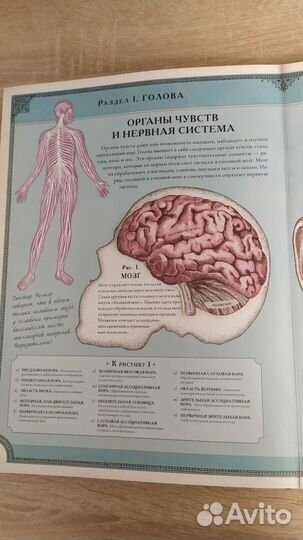 Интерактивная книга-панорама «Тело Человека »