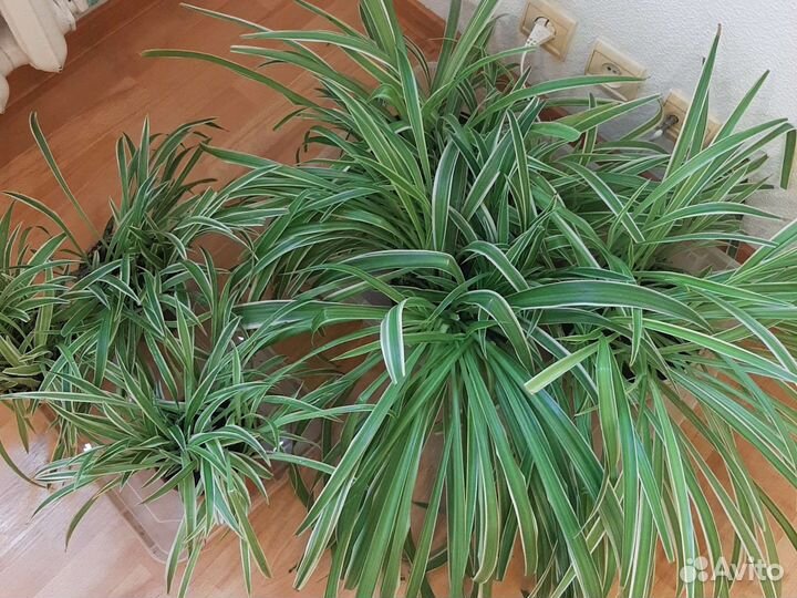 Хлорофитум