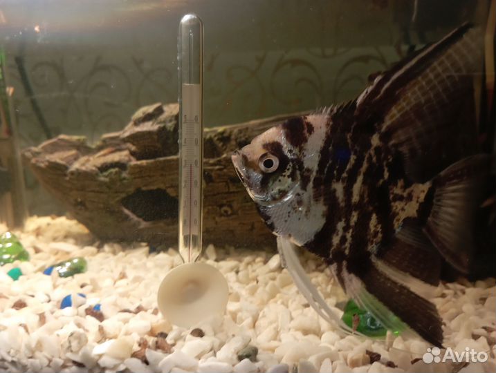 Аквариум и скалярия